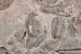 Ordovician Trilobite Mortality Plate - Tafraoute, Morocco #254784-1